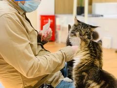 -COLOR PETS 撸猫馆·购猫·猫咖(长风大悦城店)