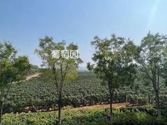 -北京张裕爱斐堡酒庄