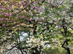 -武汉大学-樱园