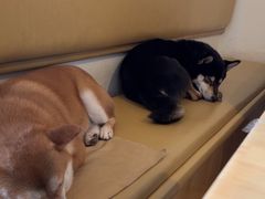 -柴の食堂·日式家庭料理·熊之肆(大学路店)