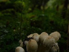 -硗碛藏寨·神木垒景区