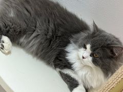 -1013 PET SHOP精品宠物商店(丁香店)