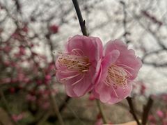 -香雪海