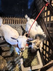 -酷嗒动物文化乐园(cutezoo西溪乐天城店)