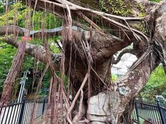 -小洲村
