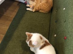 -Cappucimeow猫咪咖啡馆(韦伯时代店)