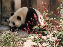 -成都大熊猫繁育研究基地