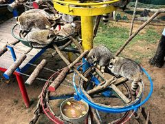 -西霞口神雕山野生动物世界