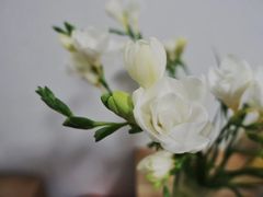 -花生FM_FLOWERS