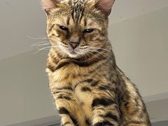 -Cappucimeow猫咪咖啡馆(韦伯时代店)