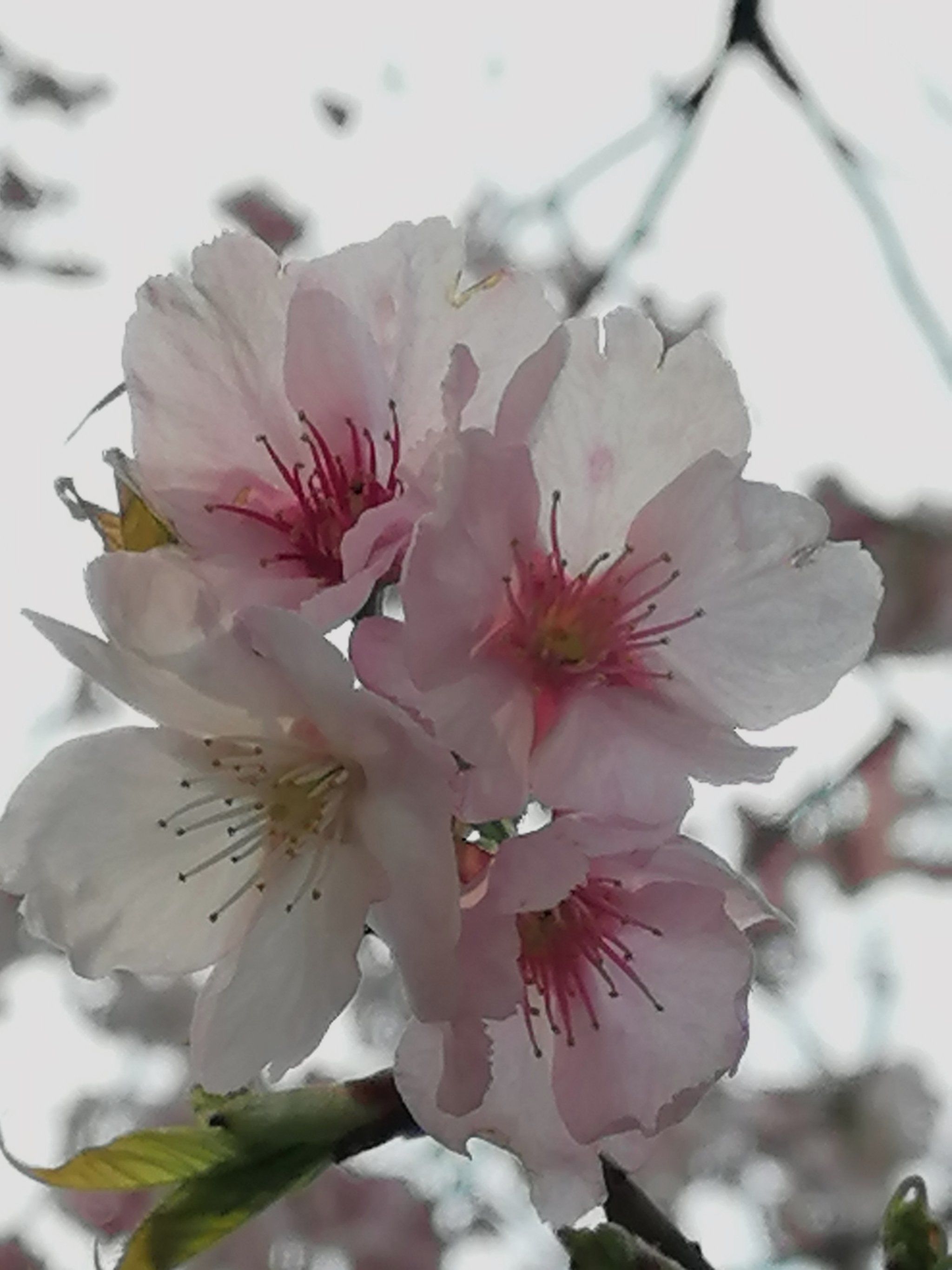 静安雕塑公园的大寒樱已进入盛94期,今天天气晴好,去拍了照片