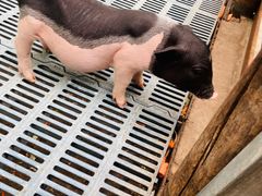 -北京鹿世界主题园