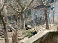 -都江堰中华大熊猫苑