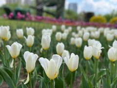 -长春公园(普阳街道)