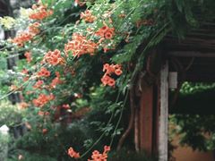 -龙华寺