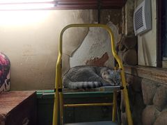 -猫咪博物馆(顶澳仔猫街店)