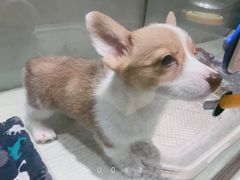 -momokira米努特·德文卷毛猫·棉花面纱犬