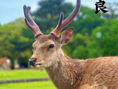 -奈良公园