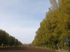 -金塔沙漠胡杨林景区