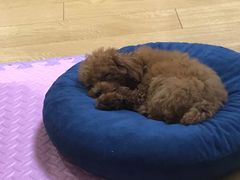 -翊宠yipet猫狗购宠庄园犬舍•猫舍