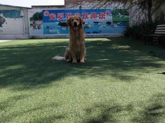 -宠物寄养训练学校