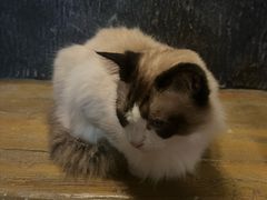-猫猫幼稚园·撸猫·桌游·电玩