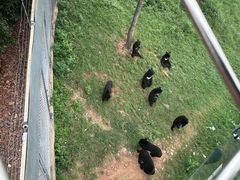 -合肥野生动物园