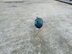 -秦皇岛野生动物园