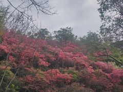 -木兰云雾山
