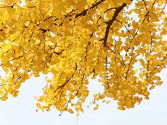 -邓记新一代糖油果子(四川煤管局供销公司职工宿舍店)