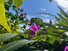 -深圳国际园林花卉博览园