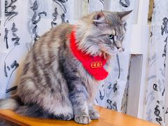 -楼上猫咖(罗湖店)