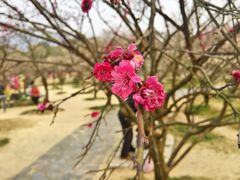 -香雪海