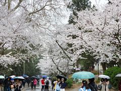 -武汉大学-樱园