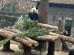 -中国大熊猫保护研究中心雅安碧峰峡基地