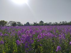 -荷兰花海