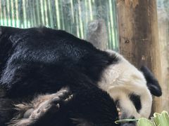 -栾川竹海野生动物园