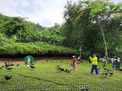 -西双版纳勐泐文化旅游区