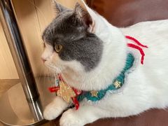 -MOCHA明星猫咖(田子坊店)