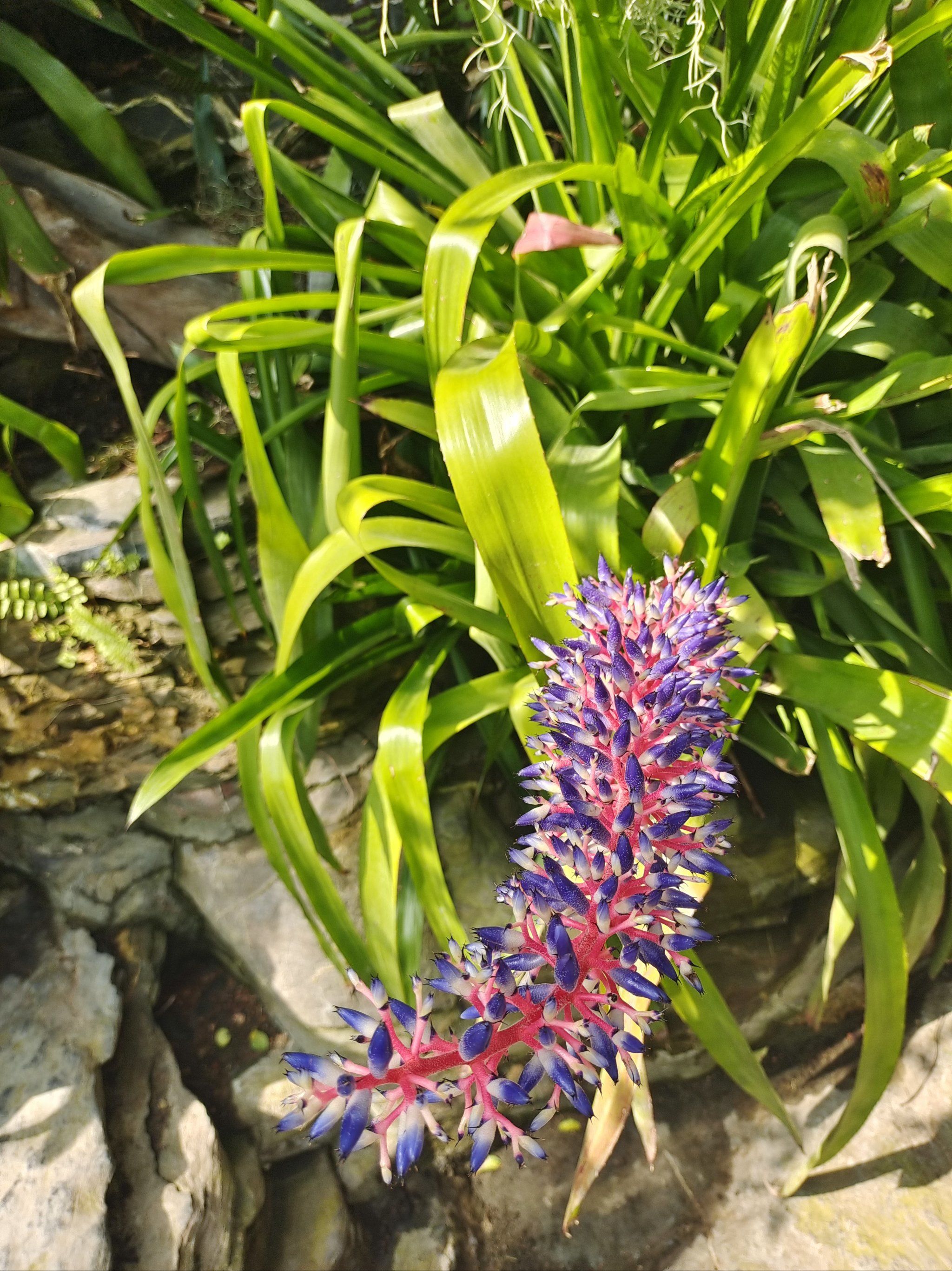 天天领红包 在辰山植物园排到的有趣的花花,形色好像现在很多都识别