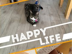 iphone_upload_pic-海边的猫和咖啡馆