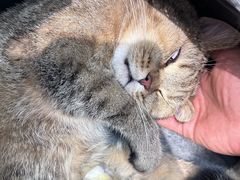 -瑞派·关忠动物医院·猫专科·犬专科(三环新城店)
