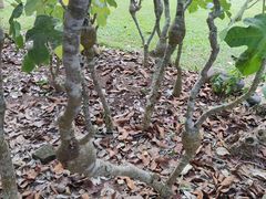-中国科学院西双版纳热带植物园