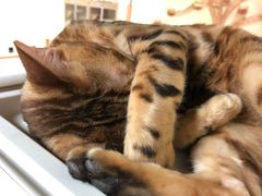 -猫和宫(六道口店)