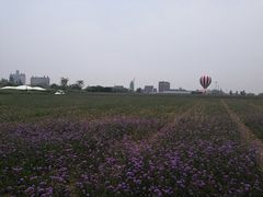 -荷兰花海