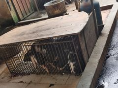 -姐妹四更烤猪店