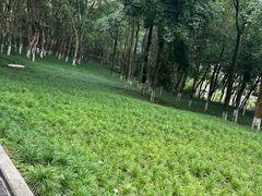 -重庆彩云湖湿地公园