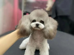 -FAELING PETS美天灵宠物(合生汇店)