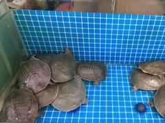 -元银甲·湖北地标美食(汉阳店)