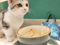 -飞行喵MR PILOT|猫舍·猫咖(静安大融城店)